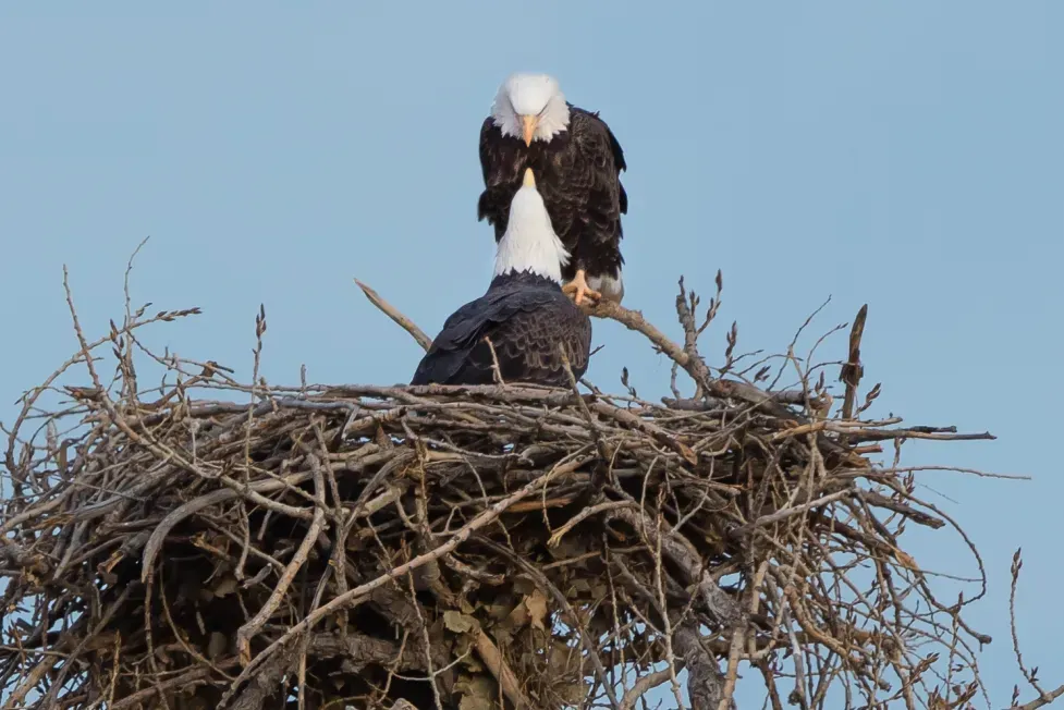 eaglecam